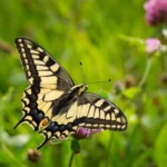 Butrflyskullmama: Transformation Strength and Fearless Motherhood