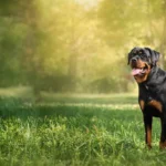 Rodwajlery: Meaning Usage and Growing Online Interest