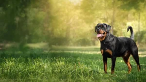 Rodwajlery: Meaning Usage and Growing Online Interest