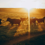 How Joint Supplements Support Bucking Stock Performance