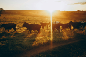 How Joint Supplements Support Bucking Stock Performance